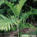 DYPSIS LANCEOLATA NATIVE TO COMORO ISLANDS USUALLY A SUCKERING PALM