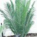 ENCEPHALARTOS CERINUS DWARF SOUTH AFRICAN SPECIES