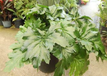 ACANTHUS MULLIS BEAR’S BREECHES PLANT