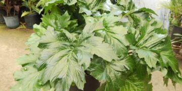 ACANTHUS MULLIS BEAR’S BREECHES PLANT