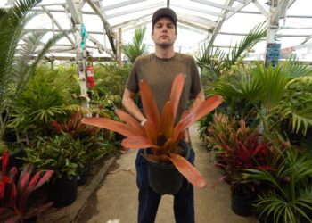 AECHMEA BLANCHETIANNA