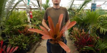 AECHMEA BLANCHETIANNA