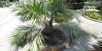 ALLAGOPTERA ARENARIA THE SEASHORE OR BEACH PALM
