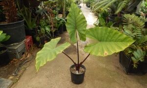 ALOCASIA SUMO AN EXOTIC ELEPHANT EAR WITH SOME COLD HARDINESS