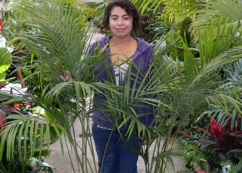KING PALM ARCHONTOPHOENIX CUNNINGHAMIANA