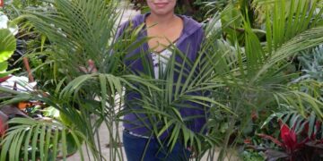 KING PALM ARCHONTOPHOENIX CUNNINGHAMIANA