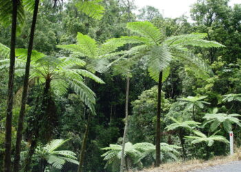 AUSTRALIAN TREE FERN CYATHEA COOPERI