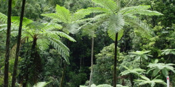 AUSTRALIAN TREE FERN CYATHEA COOPERI