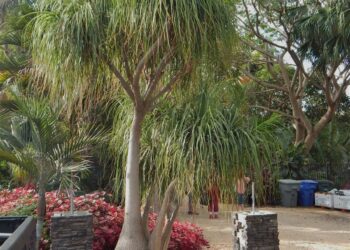 PONY TAIL PALM – ELEPHANT FOOT PALM BECAURNIA RECURVATA
