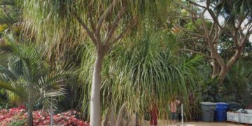 PONY TAIL PALM – ELEPHANT FOOT PALM BECAURNIA RECURVATA