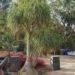 PONY TAIL PALM – ELEPHANT FOOT PALM BECAURNIA RECURVATA