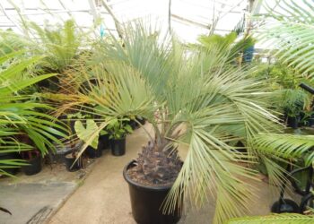 BUTIA CAPITATA BLUE VARIETY
