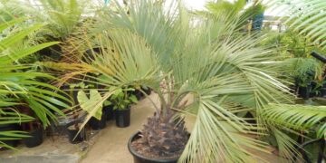 BUTIA CAPITATA BLUE VARIETY