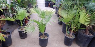 BRAHEA NITIDA