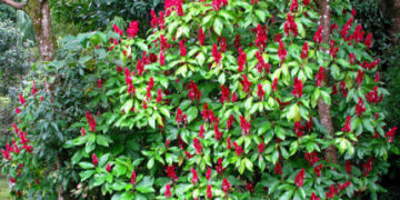 BRAZILIAN RED CLOAK MEGASKEPASMA ERYTHROCHLAMYS