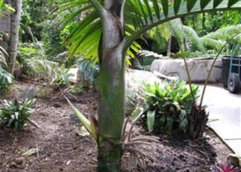 BURRETIOKENTIA HAPALA AN EXOTIC NEW CALEDONIAN PALM FOR SOUTHERN CALIFORNIA