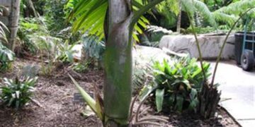 BURRETIOKENTIA HAPALA AN EXOTIC NEW CALEDONIAN PALM FOR SOUTHERN CALIFORNIA