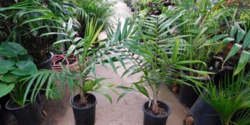 BURRETIOKENTIA KOGHIENSIS