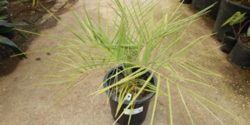 BUTIA PARAGUENSIS