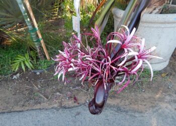 CRINUM AMABILE – PURPLE LEAF LARGE CRINUM TYPE LILY – AKA “QUEEN EMMA LILY”
