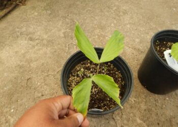 CARYOTA URENS THE GIANT MOUNTAIN FISHTAIL