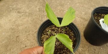 CARYOTA URENS THE GIANT MOUNTAIN FISHTAIL