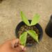 CARYOTA URENS THE GIANT MOUNTAIN FISHTAIL