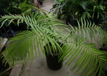 CERATOZAMIA MEXICANA