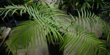 CERATOZAMIA MEXICANA