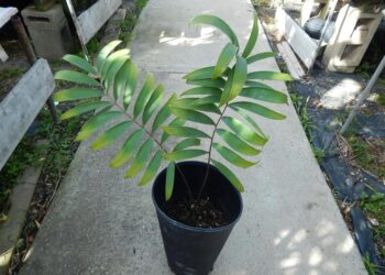 CERATOZAMIA MICROSTROBILA