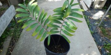 CERATOZAMIA MICROSTROBILA