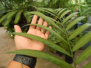CHAMAEDOREA COSTARICANA ONE OF THE BEST BAMBOO PALMS