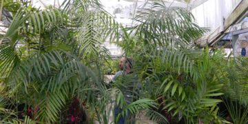 CHAMAEDOREA HOOPERIANA