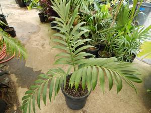 CHAMAEDOREA BENZIEI RARE SINGLE TRUNK CHAMAEDOREA LIKE C. RADICALIS ON STEROIDS!