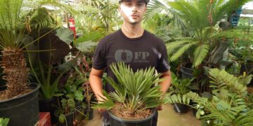 CHAMAEROPS HUMILIS VULCANO