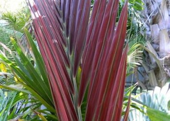 CHAMBEYRONIA MACROCARPA