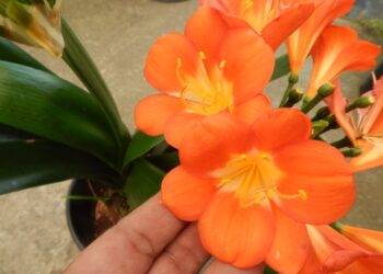 CLIVIA MINIATA THE ORANGE CLIVIA
