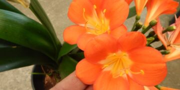 CLIVIA MINIATA THE ORANGE CLIVIA