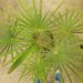 COCCOTHRINAX BARBADENSIS
