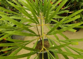 CYCAS DEBAOENSIS SUPER RARE RATHER NEWLY INTRODUCED CYCAD FROM CHINA