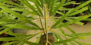 CYCAS DEBAOENSIS SUPER RARE RATHER NEWLY INTRODUCED CYCAD FROM CHINA