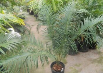 CYCAS GUIZHOUENSIS RARE SMALL TO MEDIUM SIZED CHINESE CYCAD