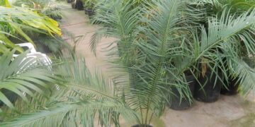 CYCAS GUIZHOUENSIS RARE SMALL TO MEDIUM SIZED CHINESE CYCAD