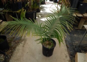 CYCAS GUIZHOUENSIS