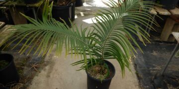 CYCAS GUIZHOUENSIS