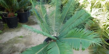 CYCAS PANZHIHUAENSIS – A SPECIMEN CYCAD WHEN MATURE