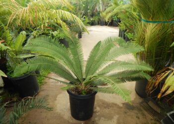DIOON EDULE VERY LARGE 5 & 15 GALLON PLANTS
