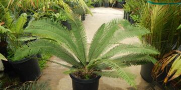 DIOON EDULE VERY LARGE 5 & 15 GALLON PLANTS