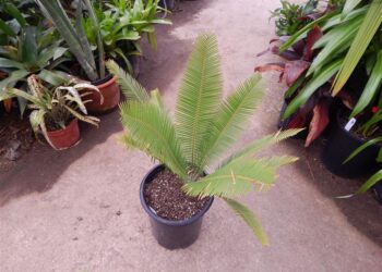 DIOON EDULE VERY LARGE 5 & 15 GALLON PLANTS