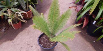 DIOON EDULE VERY LARGE 5 & 15 GALLON PLANTS